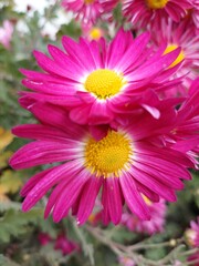 pink and yellow flower