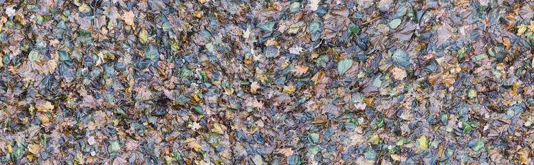 fallen autumn colorful leaves wetted by rain, seamless texture