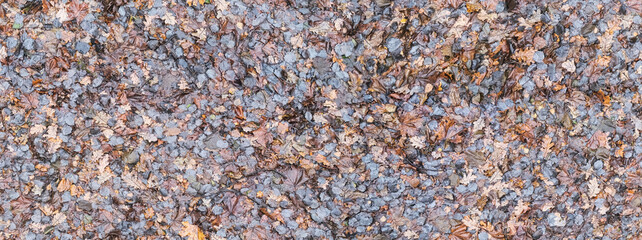 seamless texture of wet fallen oak and maple autumn leaves