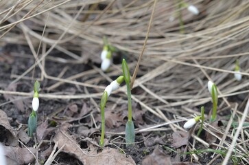 Spring blooming snowdrops Galanthus bortkewitschianus in the garden