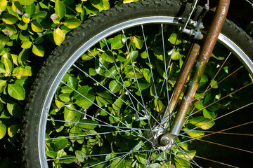 Metal spokes of an old vintage bicycle. Bike wheel details amidst green foliage. Eco-friendly...