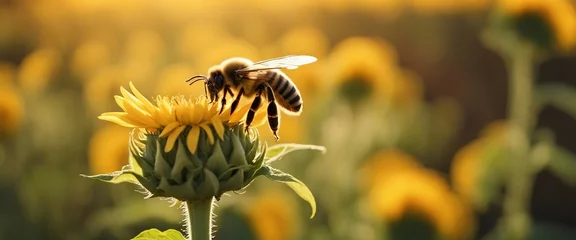 Foto op Aluminium Bee Pollinating a Flower A close-up, panoramic image of a bee pollinating a bright sunflower © vanAmsen