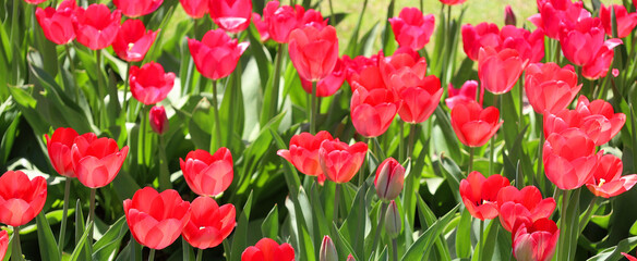 Tulips is a perennial, bulbous plant with showy flowers in the genus Tulipa, of which up to 109 species