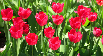 Tulips is a perennial, bulbous plant with showy flowers in the genus Tulipa, of which up to 109 species