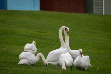 Swans, largest waterfowl species of the subfamily Anserinae, Image shows two swans showing love and affection for each other, making a heart with their necks whilst in the middle of the flock  © J.Woolley