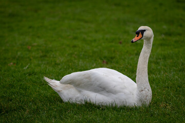 Lone swan sitting on the grass resting and looking around 