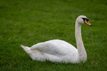 Lone swan sitting on the grass resting and looking around 