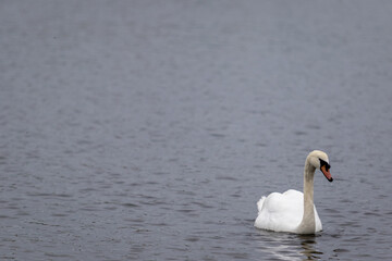 Swan, largest waterfowl species of the subfamily Anserinae can be seen swimming in the boating lake looking peaceful