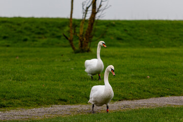 Swans, largest waterfowl species of the subfamily Anserinae, Image shows two swans walking around the local boating lake exploring 