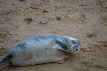 Lone Atlantic grey seal pup just over a few weeks old on the beach playing around