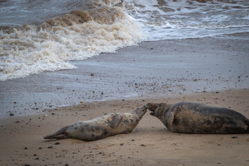 Male and female Atlantic seal mating during breeding season  on the beach