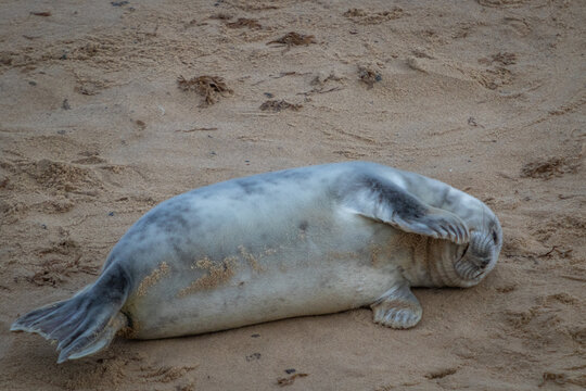 Lone Atlantic grey seal pup just over a few weeks old on the beach playing around