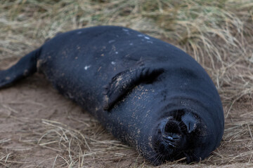 Rare breed Atlantic grey melanistic seal pup, under 2 weeks old this rare pup has a velvety black coat