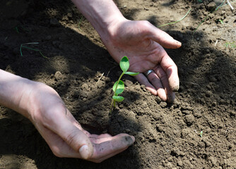 Small seedlings of watermelon, cucumber, melon or pumpkin grow in open ground. growing vegetables and berries. caring for the environment and food security