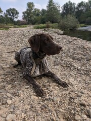 dog on the beach