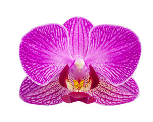 Fototapeta na wymiar Closeup of pink phalaenopsis orchid on white background