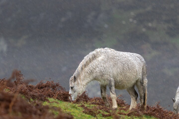 Naklejka na ściany i meble Lone white wild horse grazing in the valley during a heavy rainfall