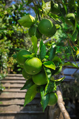 Still green oranges ripening on the orange tree