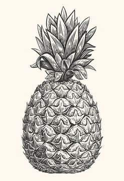 recommend clip art: Hand drawn pineapple. Tropical summer fruit engraved style vector illustration