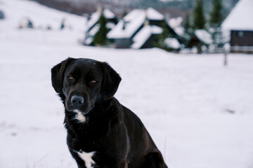 Black dog sits in the snow near the village 