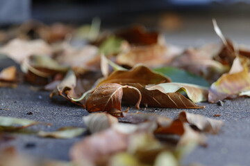 Fallen autumn leaves