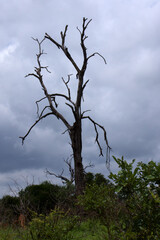  Skeletal tree trunk against bleak, cloudy background. 
 