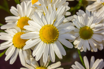 Closeup Charming big white daisies on a spring field. Big white daisies bloom in spring.