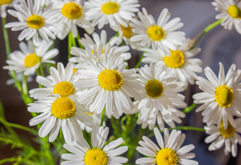 Fototapeta premium Close-up of white Daises flowers in the garden. Close up of white Daises with nice yellow center.