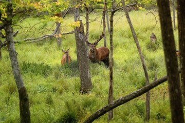European red deer (Cervus elaphus) in rut,