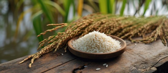 Raw rice on a wooden plate and growing rice plant, uncooked grains.
