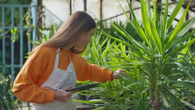 Botanist agronomist woman with tablet in greenhouse checks plants growth.