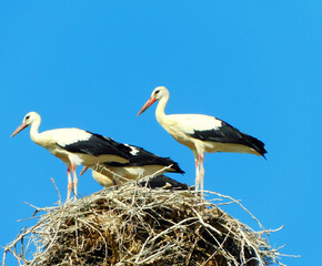 white stork on clear sky day, showcasing animal wildlife