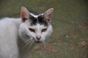 Closeup shot of a white cat with black head and green eyes in Essen, Germany