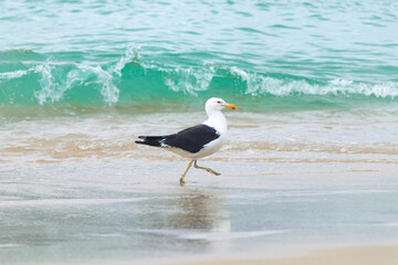 seagull on the beach