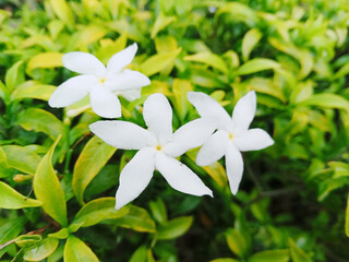 Obraz na płótnie Canvas close up of a group of beautiful white flowers or jasmine crape gardenia flowers in the garden. small and beautiful flowers 