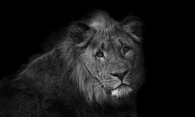 Lion on a black background