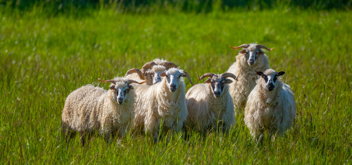 flock of sheep on a spring meadow