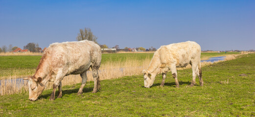 Panorama of cows grazing in the nature area near Zaandam, Netherlands