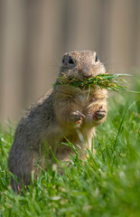 ground squirrel Spermophilus citellus on a meadow