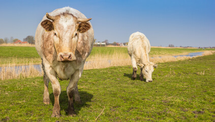 Curious cow at the riverside in Zaanstreek, Netherlands
