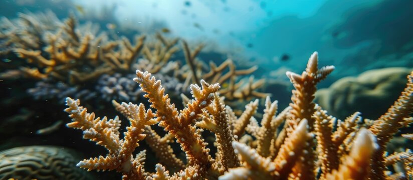 Closeup of staghorn coral on reef coast.