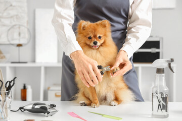 Female groomer trimming claws of cute Pomeranian spitz in salon