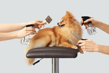 Female groomers taking care of cute Pomeranian spitz on grey background