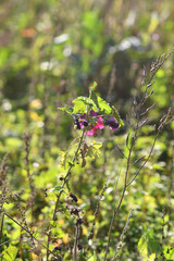 Vertical shot of purple wildflowers at the edge of a field in Meerbusch, Germany