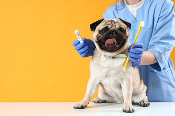 Veterinarian with toothbrushes and pug dog on table against yellow background