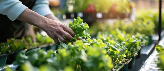 Researchers are testing vegetables grown in research water and analyzing farm water used for hydroponic vegetable growth.
