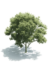 beautiful tree isometric view, vector illustration, transparent  - obrazy, fototapety, plakaty