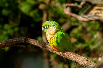 native birds of the jungle of South America, parrots, macaws and toucans with their beautiful colors 