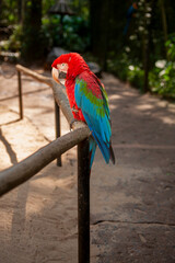 native birds of the jungle of South America, parrots, macaws and toucans with their beautiful colors 