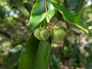 fruit and flowers from the gaharu tree (aquilaria malaccensis) cultivated by farmers	